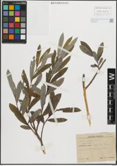 Foto von Salix purpurea L.